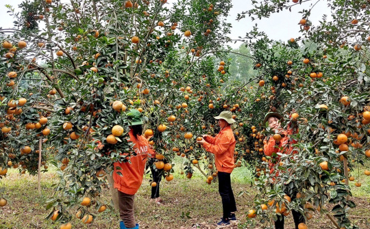 Tuyên Quang: Xây dựng nông thôn mới gắn với phát triển đô thị