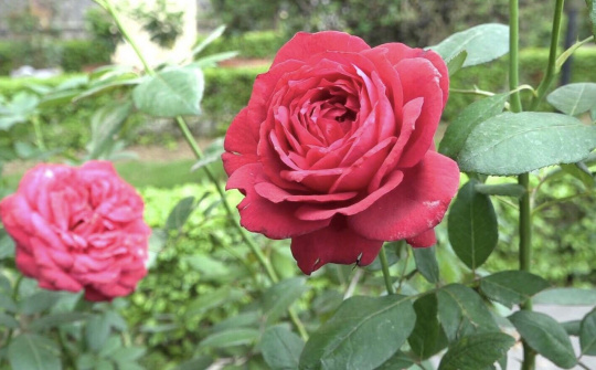 Cẩm Phả: Thành phố triệu đoá hồng