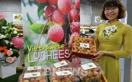 Vải tươi Việt Nam tại Australia được đấu giá lên tới 53 triệu đồng/kg