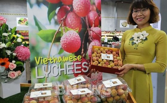 Vải tươi Việt Nam tại Australia được đấu giá lên tới 53 triệu đồng/kg