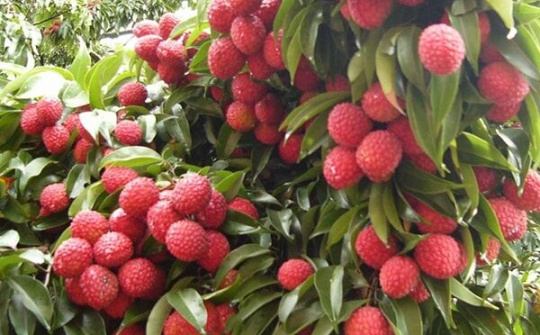 Xây dựng các “tuyến đường xanh” - giải pháp thiết thực hỗ trợ nông dân trong đại dịch Covid-19