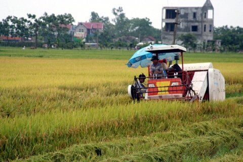 Huyện Phúc Thọ nhân rộng mô hình xây dựng cánh đồng sạch
