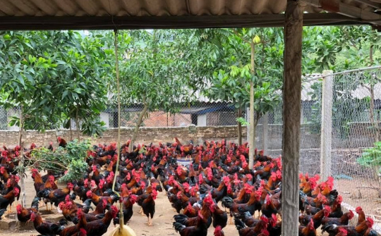 Hà Nội dẫn đầu cả nước về xây dựng các chuỗi liên kết