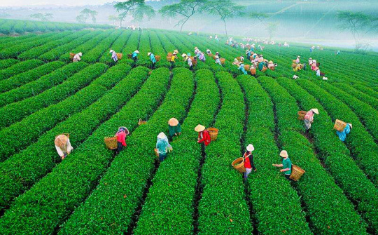 Ban hành kế hoạch triển khai kết luận của Bộ Chính trị về tiếp tục sắp xếp, đổi mới công ty nông, lâm nghiệp