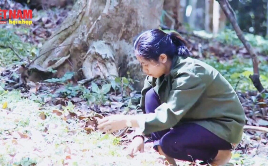 Hiệu quả mô hình nhân giống, sơ chế Giảo Cổ Lam và Độc Hoạt ở Kon Tum