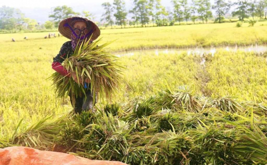 Quảng Ninh: Ngành Nông nghiệp quyết tâm giữ vững đà tăng trưởng