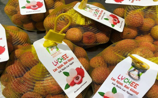 Bắc Giang: Vụ vải thiều thành công bất kể dịch COVID-19 hoành hành