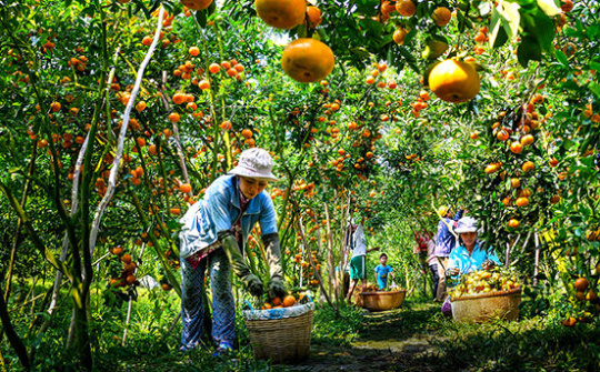 Phát triển nông nghiệp bền vững từ các hình thức liên kết kinh tế: Nhìn từ mô hình “Hội quán nông dân” ở tỉnh Đồng Tháp