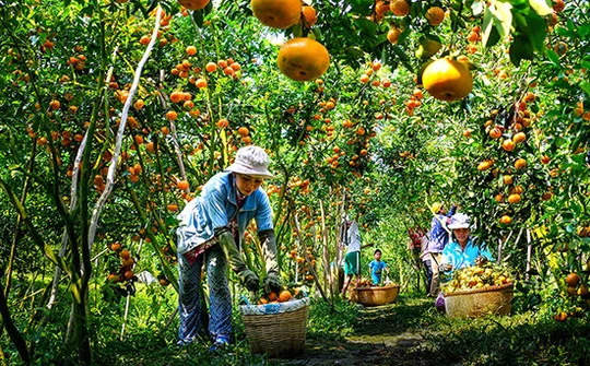 Phát triển nông nghiệp bền vững từ các hình thức liên kết kinh tế: Nhìn từ mô hình “Hội quán nông dân” ở tỉnh Đồng Tháp