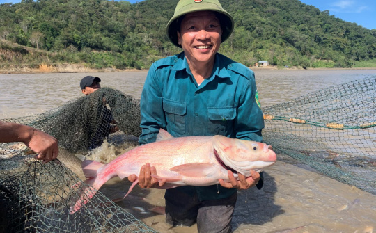 Hiệu quả Mô hình nuôi cá nước ngọt trên ruộng lúa