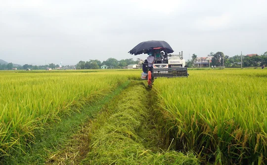 Thái Nguyên: Vui mùa bội thu