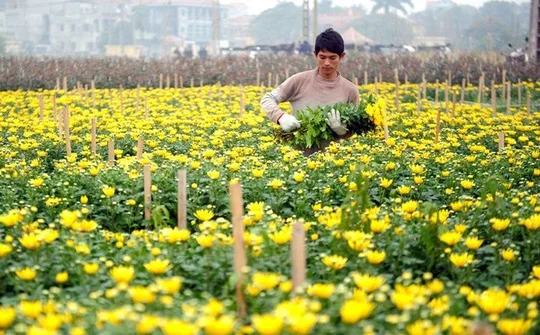 Hà Nội đẩy mạnh sản xuất hoa, cây cảnh thành ngành kinh tế