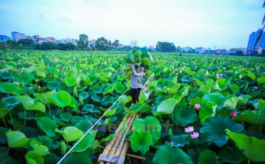 Thẩm thấu Sen Hồ Tây