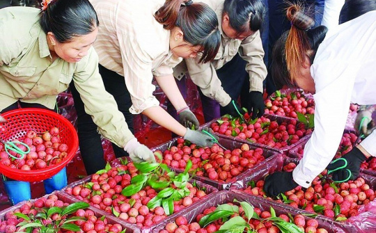 Ngành Nông nghiệp: Gắn sản xuất với thị trường