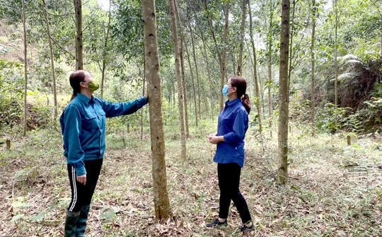 Tuyên Quang: Phát triển đảng viên chú trọng về chất lượng