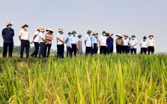 Phát triển nhiều mô hình sản xuất hiệu quả tại Ứng Hòa