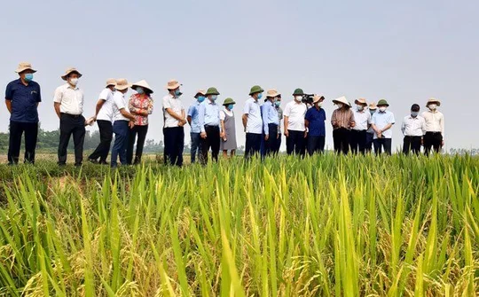 Phát triển nhiều mô hình sản xuất hiệu quả tại Ứng Hòa