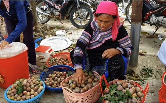 Lào Cai: Tổ chức giao thương xúc tiến tiêu thụ sản phẩm nông nghiệp