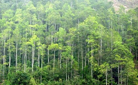 Lào Cai: Thực hiện Đề án “Trồng một tỷ cây xanh giai đoạn 2021-2025” trên địa bàn tỉnh