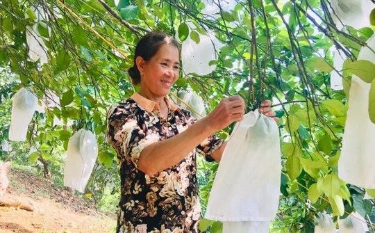 Cao Bằng: Phong trào nông dân thi đua sản xuất góp phần phát triển kinh tế - xã hội địa phương