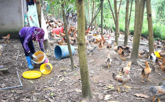 Đầm Hà (Quảng Ninh): Vững đà phát triển trong trạng thái bình thường mới