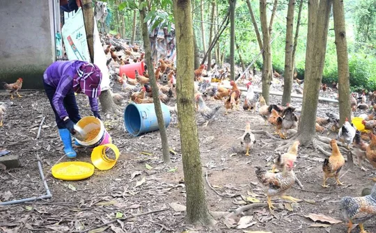 Đầm Hà (Quảng Ninh):  Vững đà phát triển trong trạng thái bình thường mới