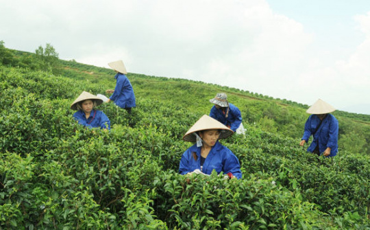 Cao Bằng: Hiệu quả từ các dự án nông thôn miền núi