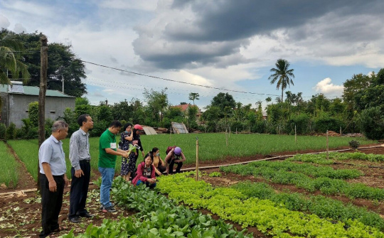 Đắk Lắk: Hội nông dân "Phát triển mô hình tổ hợp tác trồng rau VietGap"