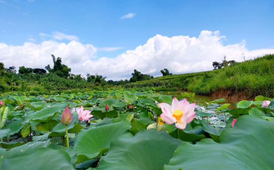 Mùa sen ở Cao Bằng