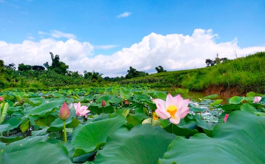 Mùa sen ở Cao Bằng