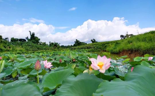 Mùa sen ở Cao Bằng