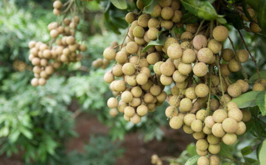 Hưng Yên: Tìm hướng đi mới cho nông sản địa phương