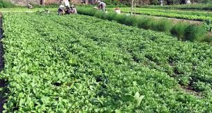 Lâm Đồng khẳng định sẽ là hậu phương vững chắc sát cánh cùng TP.HCM