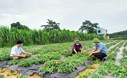 Phú Lương, Thái Nguyên: Triển khai mô hình trồng cây dược liệu