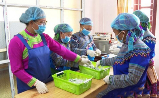 Đồng bào dân tộc thiểu số ở Lào Cai làm kinh tế HTX (Bài 2): Cây tam thất góp phần xóa nghèo