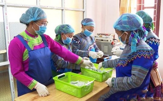 Đồng bào dân tộc thiểu số ở Lào Cai làm kinh tế HTX (Bài 2): Cây tam thất góp phần xóa nghèo