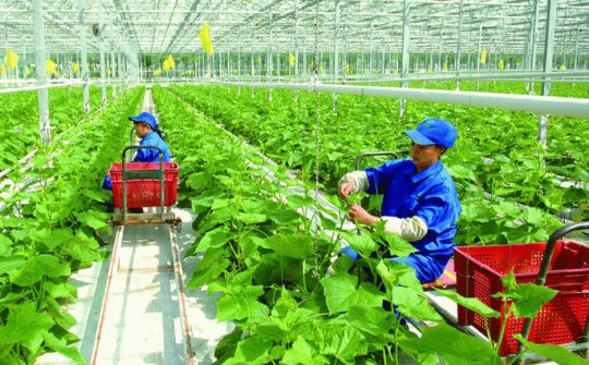 Mục tiêu đến năm 2025, cả nước có khoảng 134 nghìn tổ hợp tác