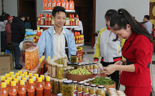 Đồng bào dân tộc thiểu số ở Lào Cai làm kinh tế HTX (Bài cuối): Nhiều mô hình HTX hiệu quả
