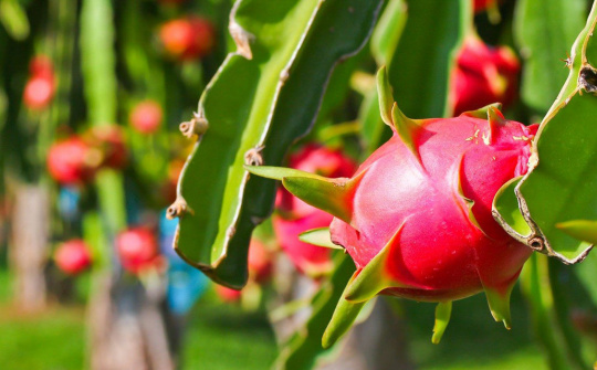 Thanh long Việt Nam 'đắt khách' tại Australia