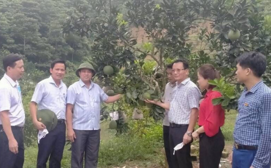 Lào Cai: Phó Chủ tịch UBND tỉnh kiểm tra tình hình sản xuất nông, lâm nghiệp tại huyện Bảo Yên