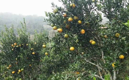 Huyện Mường Khương tích cực xây dựng nông thôn mới gắn với việc đẩy mạnh tái cơ cấu nông nghiệp