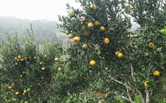 Huyện Mường Khương tích cực xây dựng nông thôn mới gắn với việc đẩy mạnh tái cơ cấu nông nghiệp