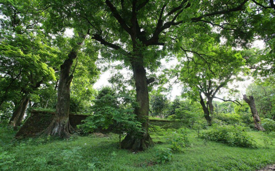 Bảo tồn quần thể lim xanh tại đền Và - thị xã Sơn Tây