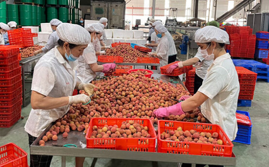 Mùa vải lịch sử và kỳ tích từ tâm dịch Bắc Giang