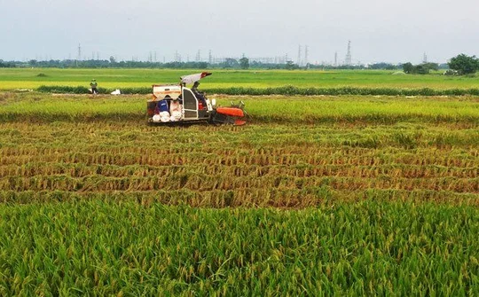 Hà Nội: Chủ động chuyển đổi cơ cấu cây trồng trên diện tích canh tác lúa kém hiệu quả