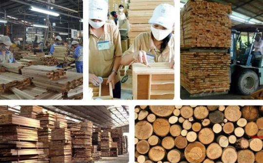 Bức tranh ngành lâm nghiệp tươi sáng trong 6 tháng đầu năm