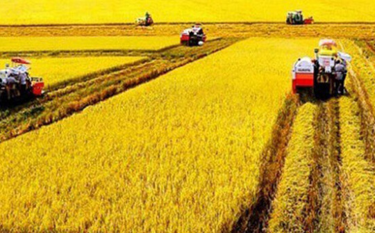 Vụ Hè Thu thành công, vụ Thu Đông dành phục vụ xuất khẩu