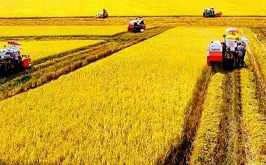 Vụ Hè Thu thành công, vụ Thu Đông dành phục vụ xuất khẩu