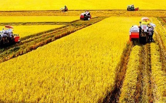 Vụ Hè Thu thành công, vụ Thu Đông dành phục vụ xuất khẩu
