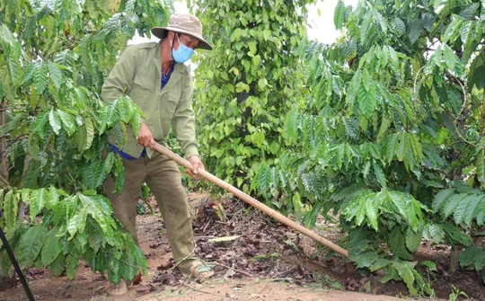 Ngân hàng Chính sách xã hội tỉnh Đăk Nông kịp thời đưa vốn đến người nghèo trong mùa dịch